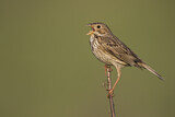 Image. Corn Bunting