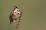 Image. Corn Bunting