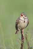 Image. Corn Bunting