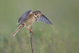 Image. Corn Bunting