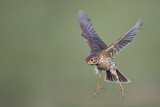 Image. Corn Bunting