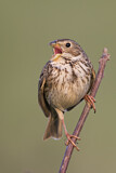 Image. Corn Bunting