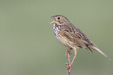 Image. Corn Bunting