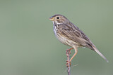 Image. Corn Bunting