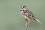 Image. Corn Bunting