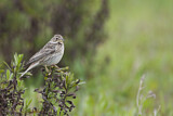 Image. Corn Bunting