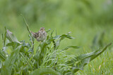 Image. Corn Bunting