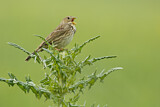 Image. Corn Bunting