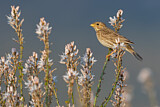 Image. Corn Bunting