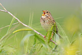 Image. Corn Bunting