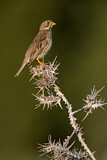 Image. Corn Bunting