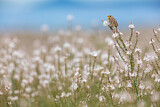 Image. Corn Bunting