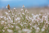 Image. Corn Bunting
