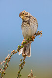 Image. Corn Bunting
