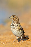 Image. Corn Bunting