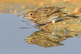 Image. Corn Bunting