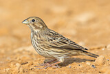 Image. Corn Bunting
