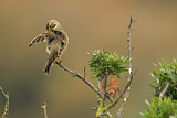 Image. Corn Bunting