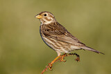 Image. Corn Bunting
