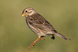 Image. Corn Bunting