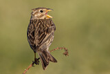 Image. Corn Bunting
