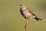 Image. Corn Bunting