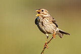 Image. Corn Bunting