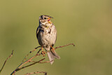 Image. Corn Bunting