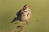 Image. Corn Bunting