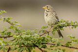 Image. Corn Bunting