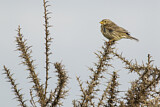 Image. Corn Bunting