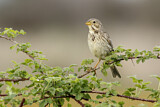 Image. Corn Bunting