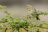 Image. Corn Bunting