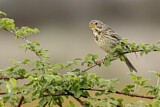 Image. Corn Bunting
