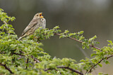 Image. Corn Bunting