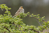 Image. Corn Bunting