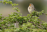 Image. Corn Bunting