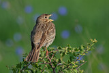 Image. Corn Bunting