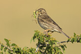 Image. Corn Bunting