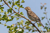 Image. Corn Bunting