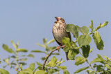 Image. Corn Bunting