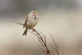 Image. Corn Bunting