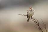 Image. Corn Bunting