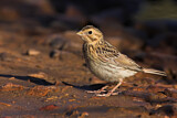 Image. Corn Bunting