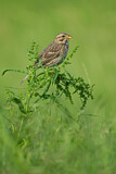 Image. Corn Bunting