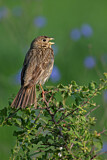 Image. Corn Bunting
