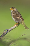 Image. Corn Bunting