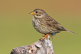 Image. Corn Bunting