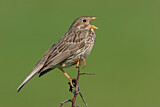 Image. Corn Bunting