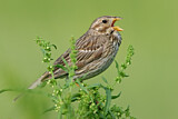 Image. Corn Bunting
